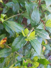 Gardenia jasminoides