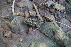Incilius coccifer