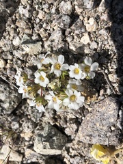 Linanthus demissus