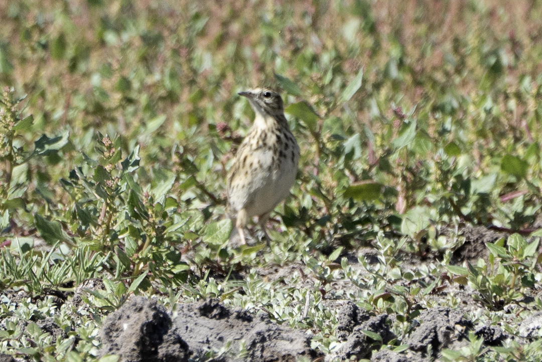 Correndera Pipit (Anthus correndera), photo 3