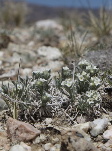 Wallowa cryptantha (Cryptantha subcapitata)