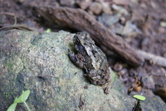 Incilius coccifer