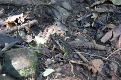 Incilius coccifer