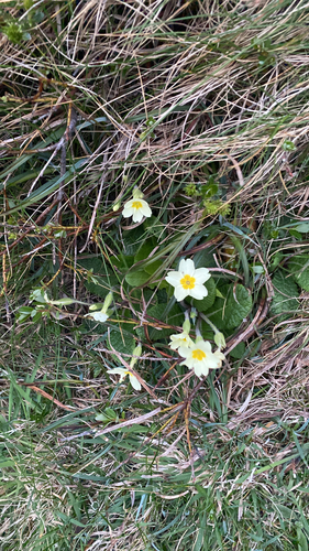 Primrose
