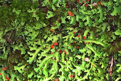 Pseudocyphellaria homoeophylla