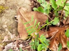 Vicia minutiflora