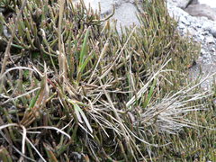 Ephedra rupestris