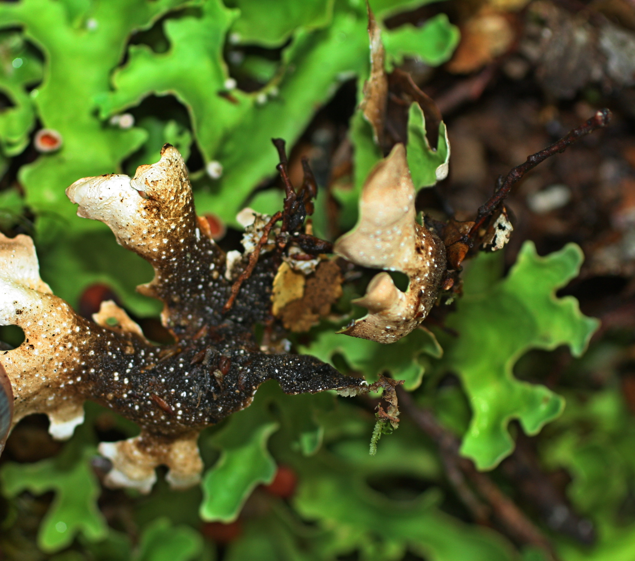 Pseudocyphellaria homoeophylla image