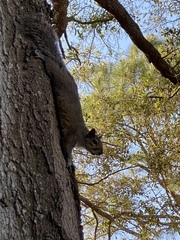 Sciurus carolinensis
