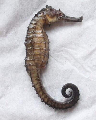 Longnose seahorse (Hippocampus trimaculatus) — Syngnathidae — 3