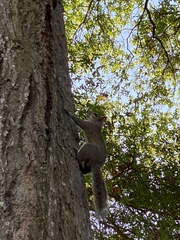 Sciurus carolinensis