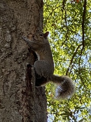 Sciurus carolinensis