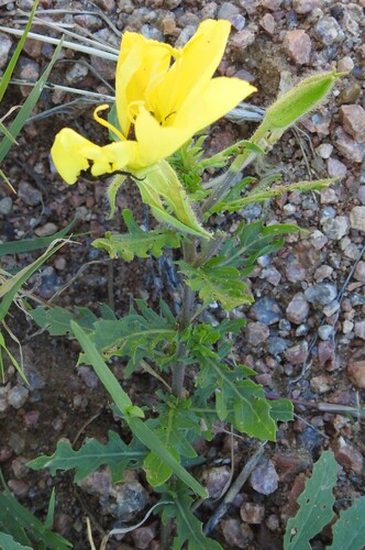 Oenothera grandis