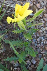 Oenothera grandis
