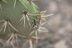 Heterostylum robustum