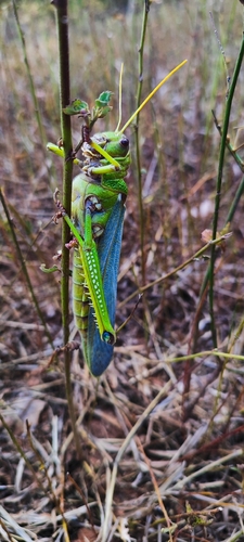 Violet-winged Grasshopper