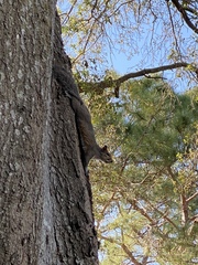Sciurus carolinensis