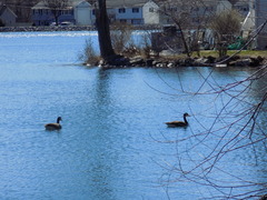 Branta canadensis