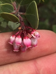 Arctostaphylos patula