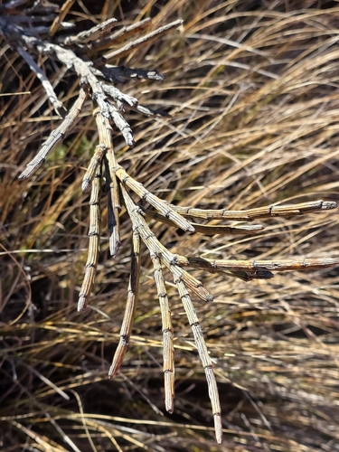 Carmichaelia crassicaulis, photograph 1