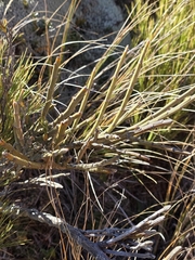 Carmichaelia crassicaulis, photograph author not stated, no rights reserved