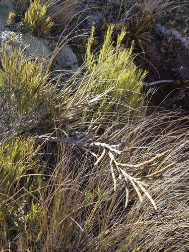 Carmichaelia crassicaulis, photograph 3