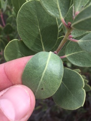Arctostaphylos patula