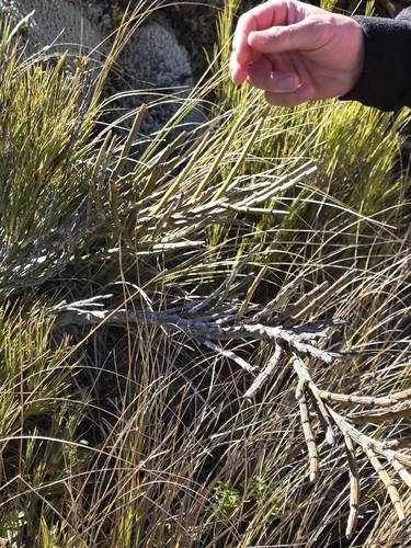 Carmichaelia crassicaulis, photograph 4