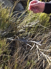 Carmichaelia crassicaulis, photograph author not stated, no rights reserved