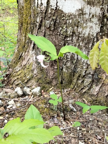 Trillium catesbaei, photograph 6