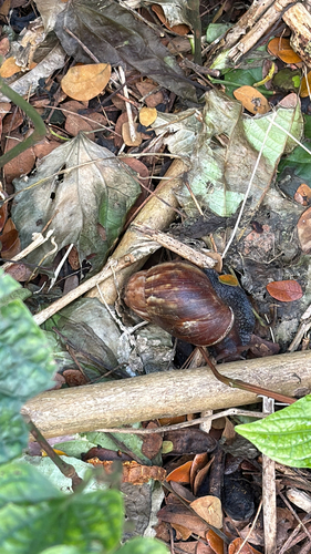 Lissachatina fulica