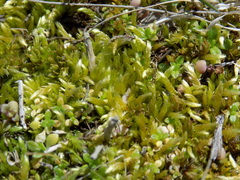 Bryopsida