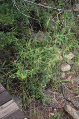 Triumfetta pilosa tomentosa