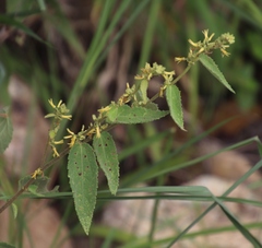 Triumfetta pilosa tomentosa