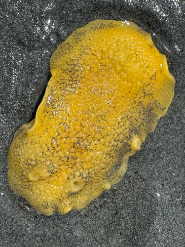 Peltodoris nobilis