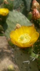 Opuntia decumbens