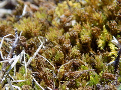 Bryopsida
