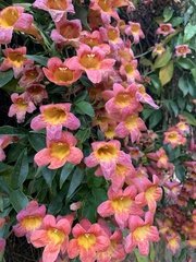 Bignonieae