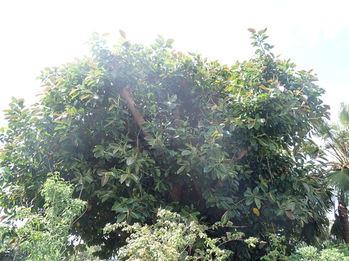Ficus elastica