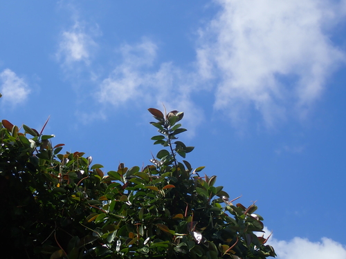 Ficus elastica