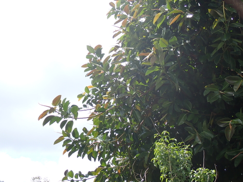 Ficus elastica