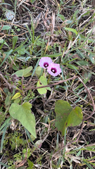 Ipomoea grandifolia, photograph (c) Maru Masseroni, some rights reserved (CC BY)