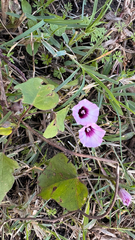 Ipomoea grandifolia, photograph (c) Maru Masseroni, some rights reserved (CC BY)