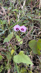 Ipomoea grandifolia