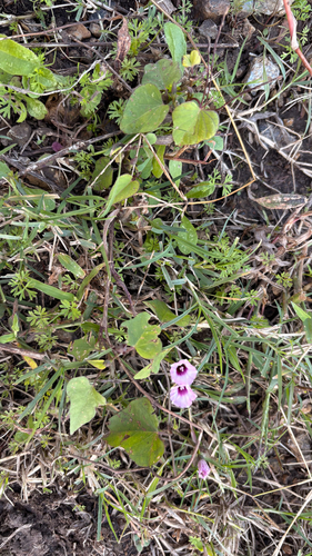 Ipomoea grandifolia, photograph 2
