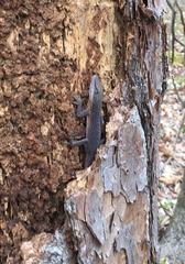 Anolis carolinensis