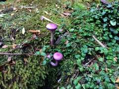 Cortinarius magellanicus