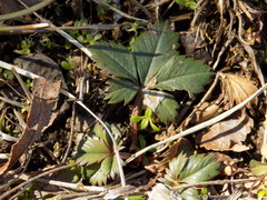 Potentilla canadensis