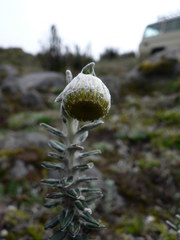 Lasiocephalus ovatus