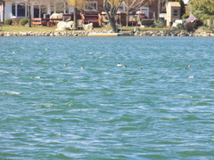 Mergus merganser